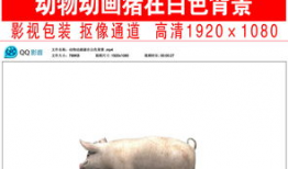 色猪短视频,趣味横生的短视频盛宴